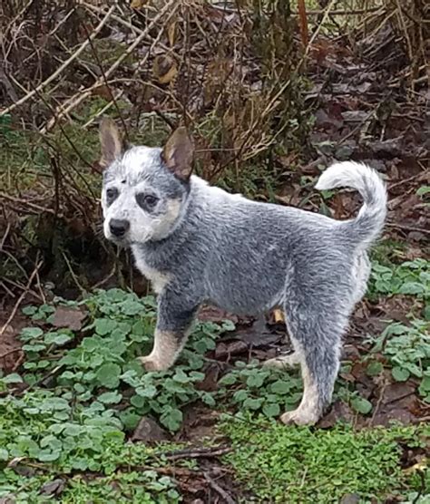 Australian Cattle Dog Puppies For Sale | Waynesburg, KY #179235
