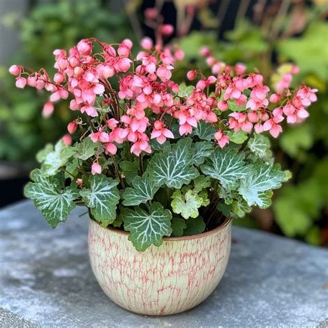 Top 15 Part Shade Perennials for Beautiful Potted Gardens