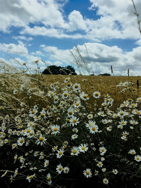 Daisy Field Pictures | Download Free Images on Unsplash