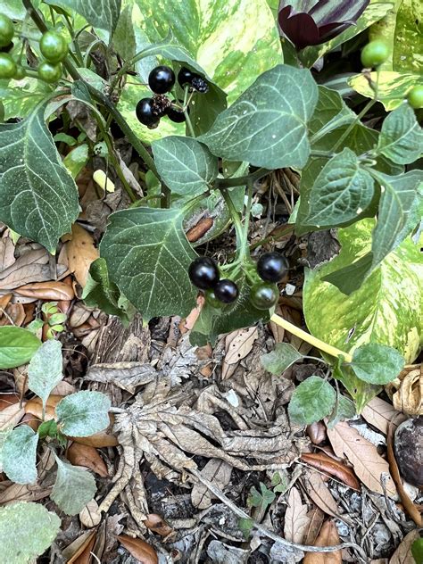Nightshade Plant Poisonous