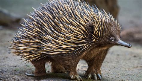 Short-Nosed Echidna - Los Angeles Zoo and Botanical Gardens