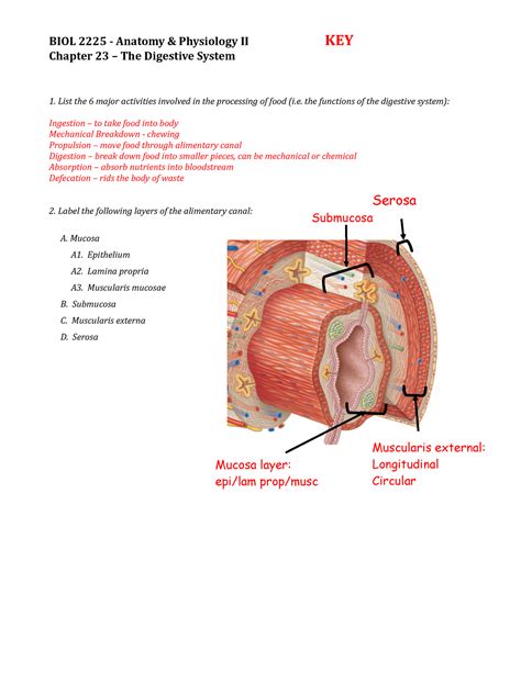 Exam Review Worksheet - Chapter 23 KEY - Mucosa layer: epi/lam prop ...