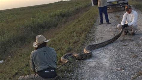 Killling a Python 的图像结果