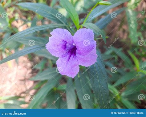 Mexican Petunias Flower at the Garden Stock Photo - Image of nature ...