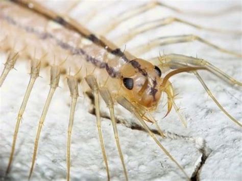 How to Kill House Centipedes
