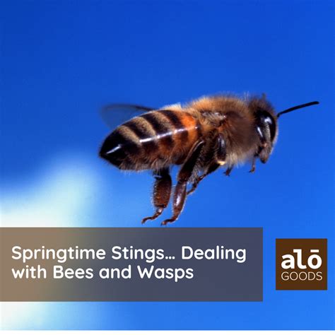 Can You Give A Dog Benadryl For A Bee Sting