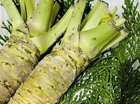 What is Wasabi? | Japan Wonder Travel Blog