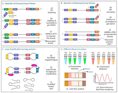 Image result for Nucleic Acid Amplification Test Explained