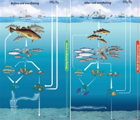 Image result for Atlantic Cod Fishing