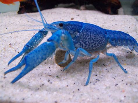 Do Crayfish Eat Minnows