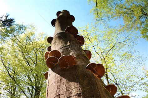 蘑菇长在老树干上的真菌高清图片下载-正版图片503797534-摄图网