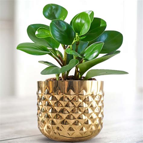 Pineapple Metal Planter, Gold – Behoma