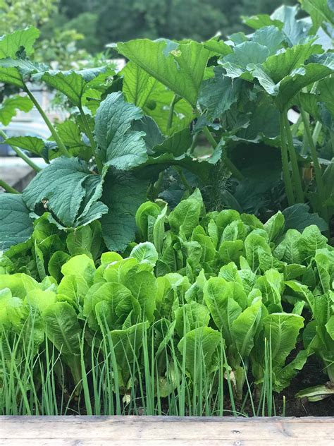 Fast Growing Garden Plants