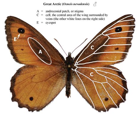 Northwest Butterflies: Anatomy & Wing Terminology