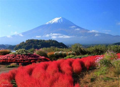 [Must-See Mt. Fuji + Popular Instagrammable Spots] Day Trip to See ...
