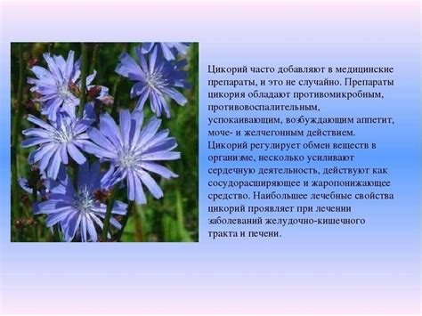 Растение цикорий: полезные свойства и противопоказания, от чего ...