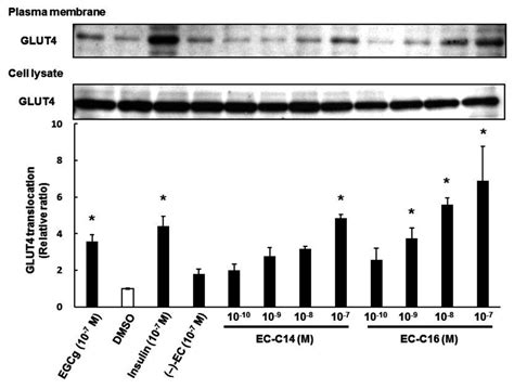 3-O-Acyl-epicatechins Increase Glucose Uptake Activity and GLUT4 ...