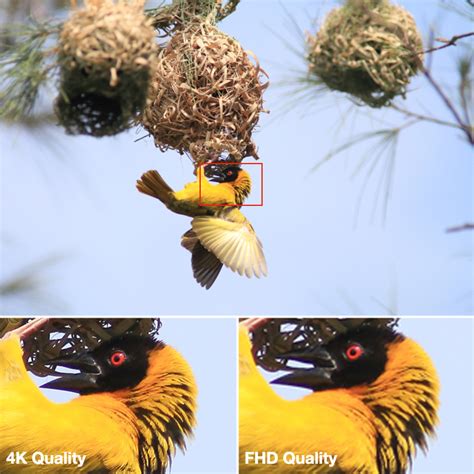 Exploring the Revolutionary Impact of 4K Photography in Imaging ...