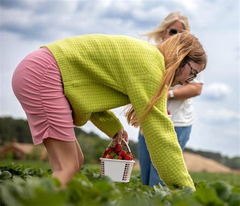 It’s strawberry picking time at Cottle Farms in Florence!