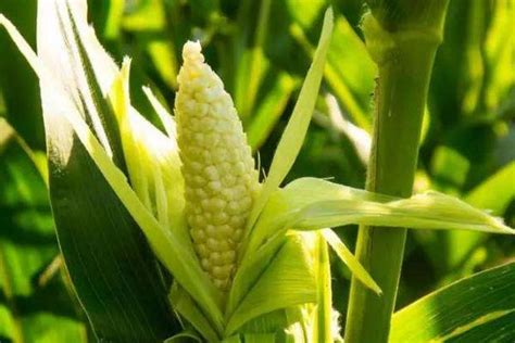 高产玉米品种耐高温玉米鲁研23 山东济南-食品商务网
