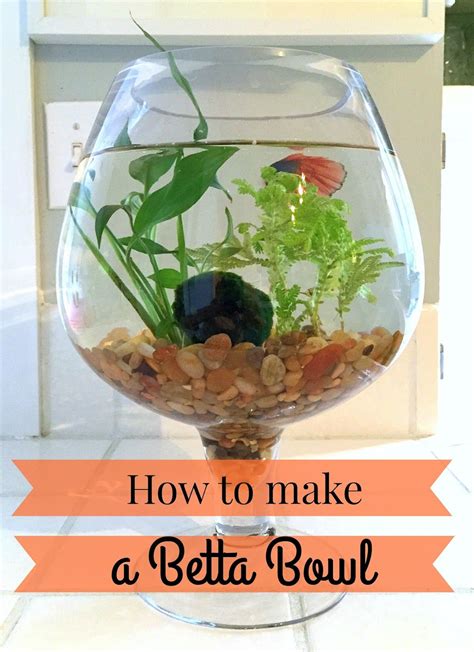 Plants For Betta Fish Care at Allison Vides blog
