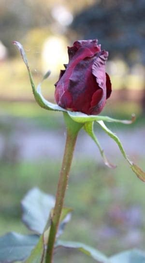 Image result for Native Android Application