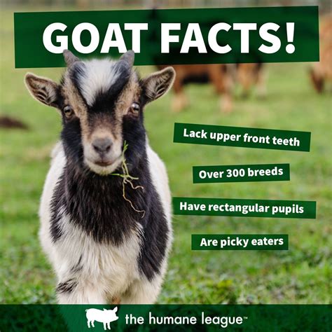 Goat Facts! | Animal Activism, Animal Facts