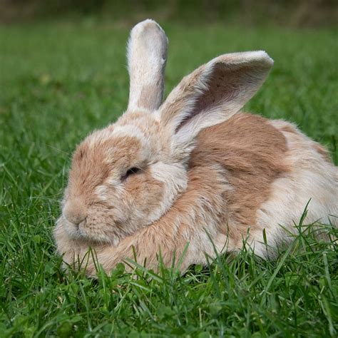 'Sleeping bunnies' lyrics - Classical Music