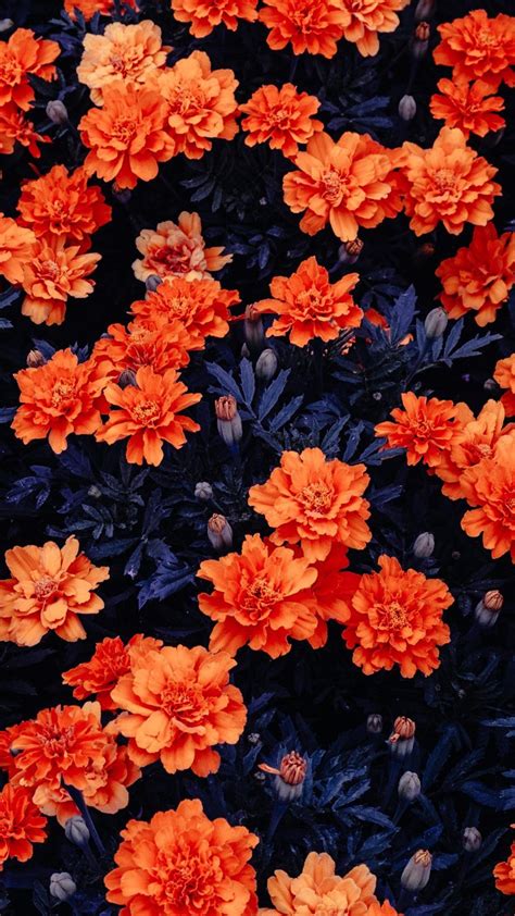 orange wallpaper for phone