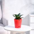Buy the Premium Green Snake Plant at the best price & get safe home ...