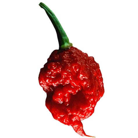 Carolina reaper trinidad scorpion pepper scoville scale - koticorporate
