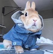 Image result for Cute Rabbits and Bunnies