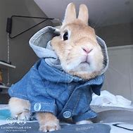 Image result for Beautiful Baby Bunnies