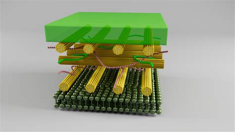 3D Plant Cell Wall Model - TurboSquid 2014709