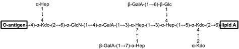 O-antigen structure