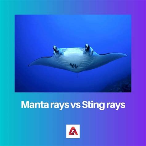 Manta ray vs stingray: 9 key differences explained _ manta ray vs ...