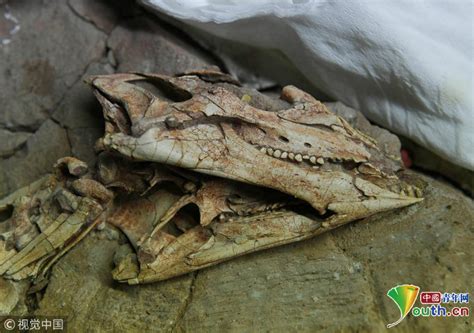 吉林大学科研团队发现恐龙牙釉质波纹构造的最早记录|恐龙|牙釉质|吉林大学_新浪新闻