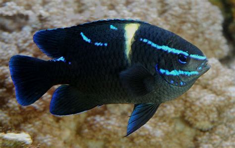 MARINE FISHES - VELVET BLUE DAMSEL – BLOO AQUA STUDIO