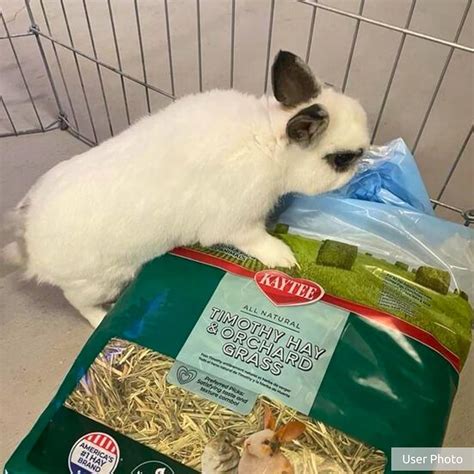 Kaytee Timothy Hay & Orchard Grass for Guinea Pigs, India | Ubuy