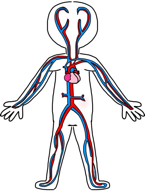 Image result for Cardiovascular System Drawing Easy