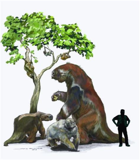 Image result for Sloth Family Tree
