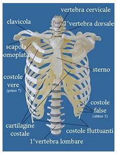 ossa della gabbia toracica l apparato scheletrico la struttura delle ossa ossa della gabbia toracica l apparato scheletrico la struttura delle ossa
