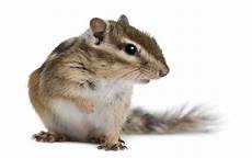 scoiattolo giapponese gabbia scoiattolo giapponese conosciamolo gt animalidifamiglia it scoiattolo giapponese gabbia scoiattolo giapponese conosciamolo gt animalidifamiglia it
