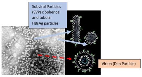 Novel Therapies of Hepatitis B and D