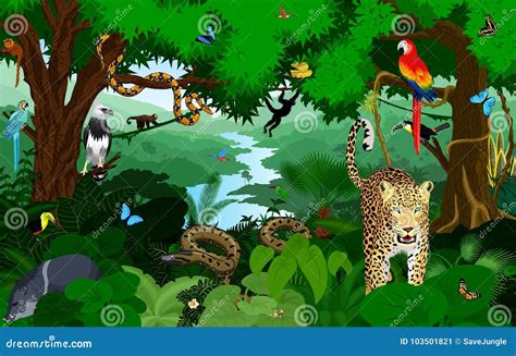 Tropical Rainforest Animals Drawings PlanBees Live Learning Learn To