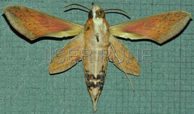 Ramana Athreya @ IISER-Pune : Sphingid Species Notes