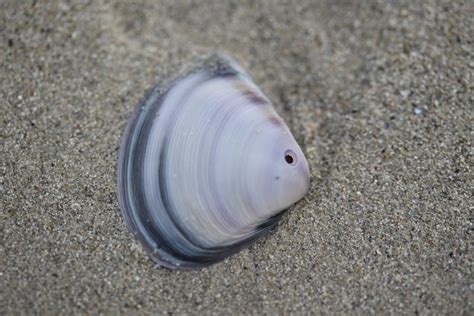 How Do Shells Form 的图像结果