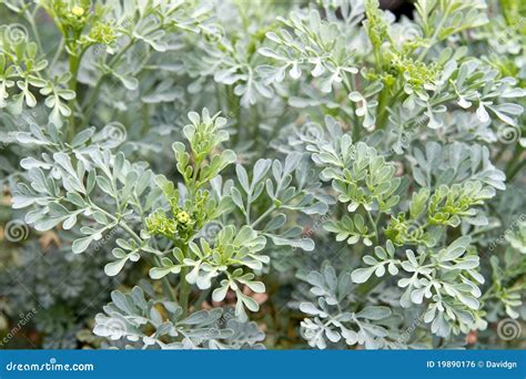 Rue Herb Plant stock photo. Image of kitchen, cooking - 19890176