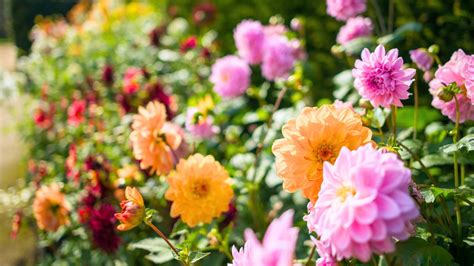 Image result for Spring Flower Garden