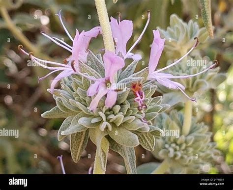 purple sage (Salvia leucophylla Stock Photo - Alamy